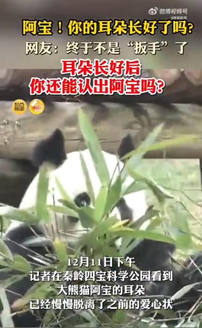 大熊猫阿宝的耳朵已脱离“爱心状”网友：七仔不会再咬一口吧？(图1)