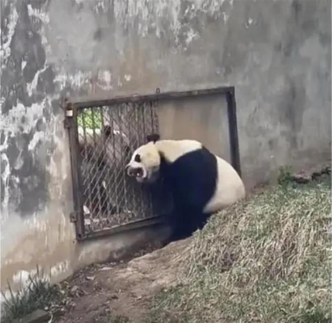 大熊猫阿宝的耳朵已脱离“爱心状”网友：七仔不会再咬一口吧？(图2)
