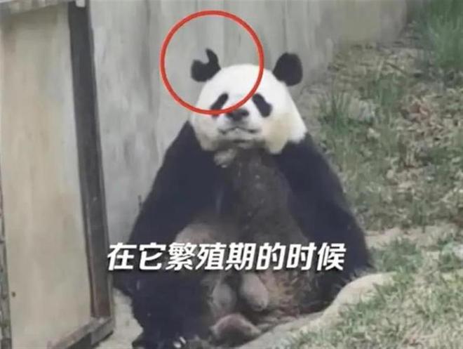 大熊猫阿宝的耳朵已脱离“爱心状”网友：七仔不会再咬一口吧？(图3)